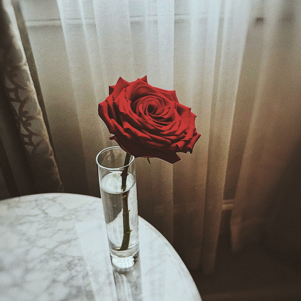 A single rose 