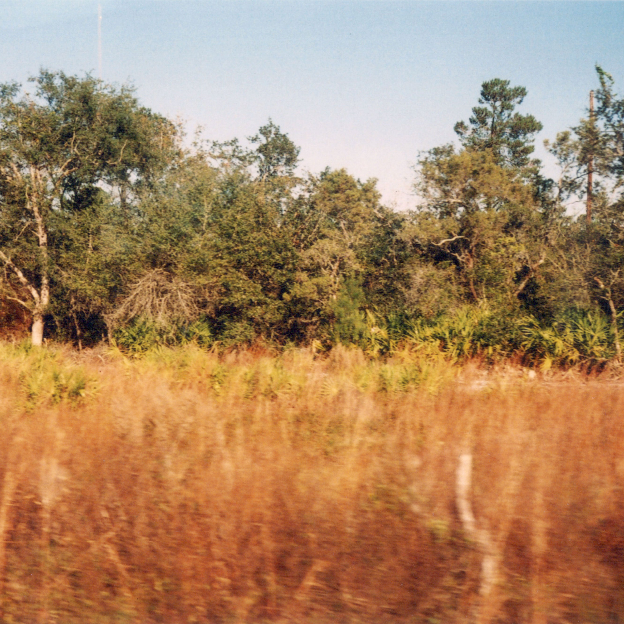 A view out of a moving car window of a grass and tress in the backgound. Artwork by Cedric Christie